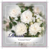 Kleinbloemige stamroos - thumbnail