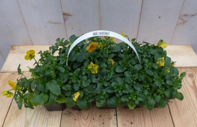 Bosviolen Violen geel 6 stuks in tasje Viola Warentuin Natuurlijk - Warentuin natuurlijk