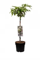 Japanse Sneeuwbal - thumbnail