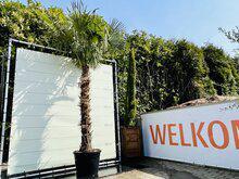 Palmboom - Trachycarpus Fortunei