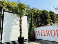 Palmboom - Trachycarpus Fortunei - thumbnail