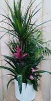 Bromelia roze plantenbakje binnen witte pot Warentuin Natuurlijk - Warentuin natuurlijk - thumbnail