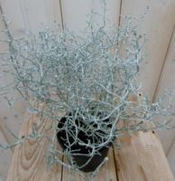 3 stuks! Zilverstruik zilverblad Calocephalus Warentuin Natuurlijk - Warentuin natuurlijk - thumbnail