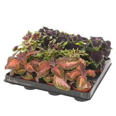 Siernetel - Coleus Blumei - P6 (12 stuks)