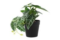 Kunstplant Peperomia groen I Countryfield - Countryfield - thumbnail