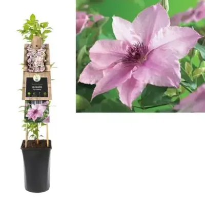 Roze bosrank (Clematis "Pink Fantasy") klimplant