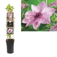 Roze bosrank (Clematis "Pink Fantasy") klimplant - thumbnail