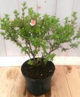 Potentilla roze Ganzerik Warentuin Natuurlijk - Warentuin natuurlijk - thumbnail