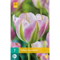 Tulipa Groenland bloembollen 7 bollen Tulp JUB - Jub - thumbnail