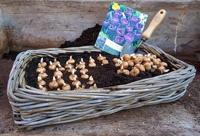 De Wit Potgrondschepje basic essen handvat 140mmdewit - thumbnail