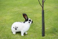 Nature boombeschermers set a 4 - thumbnail