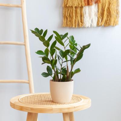 Zamioculcas zamiifolia - P12 Zamioculcas zamiifolia - P12