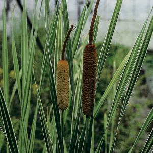 Grote bonte lisdodde (Typha latifolia “variegata”) moerasplant (6-stuks) Grote bonte lisdodde (Typha latifolia “variegata”) moerasplant (6-stuks)