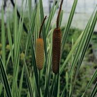 Grote bonte lisdodde (Typha latifolia “variegata”) moerasplant (6-stuks) - thumbnail