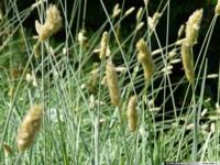 Blauwgras - thumbnail