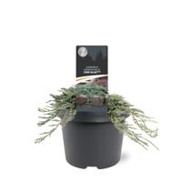 Jeneverbes - thumbnail