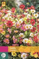 Bloembollen Dahlia Topmix 3st - thumbnail