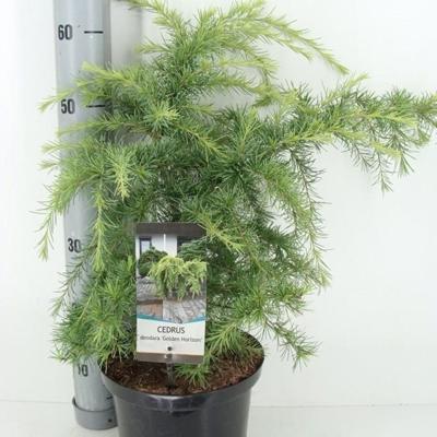 Cedrus deodara golden horizon 60 cm Conifeer Himalayaceder Warentuin Natuurlijk - Warentuin natuurlijk