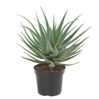 Aloe arborescens (Kandelaar aloe) - P 20 cm