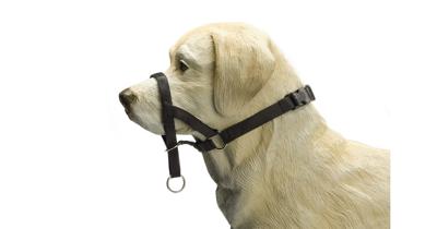 BZ DOG CONTROL XS ZWT