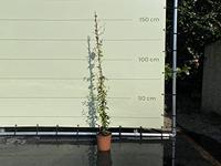 Toscaanse Jasmijn - hoogte 160-180 cm - thumbnail