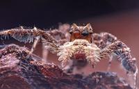 Laowa 25mm F/2.8 2.5-5X Ultra-Macro Sony FE - thumbnail