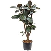 Ficus elastica abidjan vertakt kamerplant - thumbnail