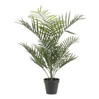Goudpalm buitenplant h90cm groen Emerald - Emerald - thumbnail