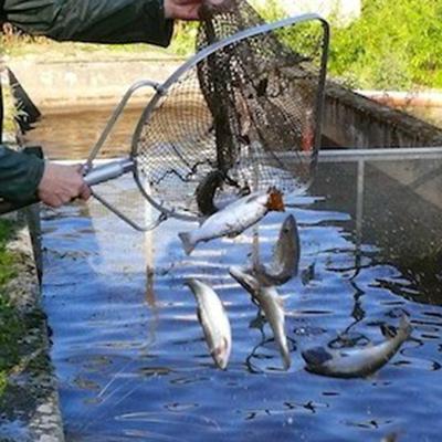 FIAP 1625 Schepnet Maasbreedte: 5 mm