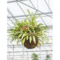 Neoregelia carolinae tricolor hangplant - thumbnail