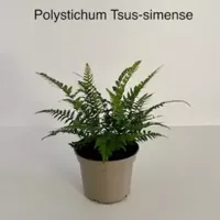 Tuinplant Smalle Naaldvaren Polystichum tsus-simense - thumbnail