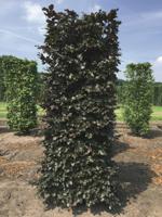 Kant & klaar haag Fagus sylvatica atropunice blokhaag H250 x B80 x L80 cm Rode beuk Quickhedge - Quickhedge - thumbnail