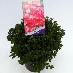 Rododendron (Rhododendron Japonica "Anouk") heester - 30-35 cm - 1 stuks