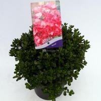 Rododendron (Rhododendron Japonica "Anouk") heester - 30-35 cm - 1 stuks - thumbnail