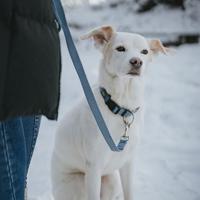 Hondenriem Hunter Blauw 100 cm - thumbnail