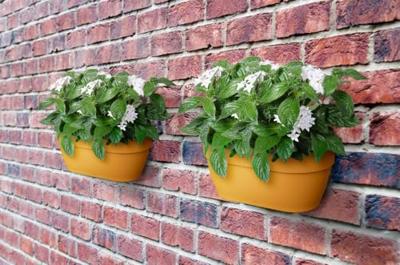 Elho Vibia Campana wall basket wandbak 35 cm honinggeel
