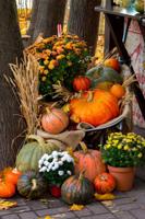 Tuinschilderij pompoen teil 130x70cm oranje Customize-it - Customize it - thumbnail