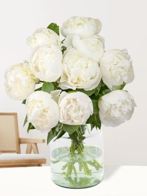 10 witte pioenrozen - Duchesse de Nemours