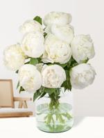 10 witte pioenrozen - Duchesse de Nemours - thumbnail