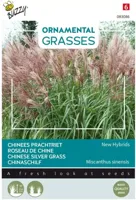 Ornamental Grasses Miscanthus sinensis Neue Hybriden zaden Buzzy - Buzzy - thumbnail