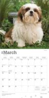 Shih Tzu Puppies Kalender 2026 - thumbnail
