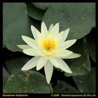 Gele waterlelie (Nymphaea Sulphurea) waterlelie (6-stuks) - thumbnail