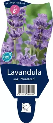 Lavandula ang. Munstead vaste plant Griffioen - Griffioen Lavandula ang. Munstead vaste plant Griffioen - Griffioen