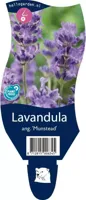 Lavandula ang. Munstead vaste plant Griffioen - Griffioen - thumbnail