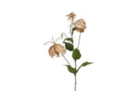 Decostar Gloriosa steel 80 cm champagne - thumbnail