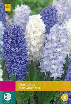 Hyacinten blue water mix 10 bollen