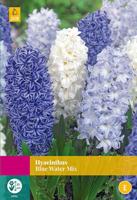 Hyacinten blue water mix 10 bollen - thumbnail