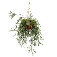 Rhipsalis pilocarpa hangplant - thumbnail