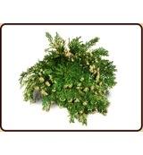 Valse Roos van Jericho