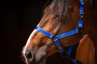 Excellent Horse Premium Halster XS Mini Foal Blauw - thumbnail